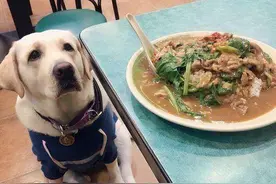 狗狗吃剩饭剩菜的危害，看完不敢再喂了图片