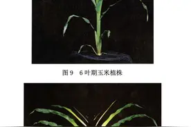 如何科学处理冰雹损坏的玉米图片