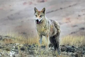 阿尔金山狼群追捕藏羚羊，母羊得以逃脱，流着泪看着小羊落入狼口图片