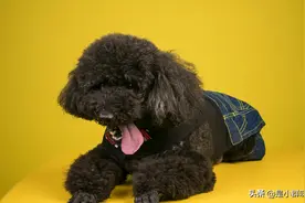 泰迪是天真可爱的卷毛狗狗，小尾巴摆动起来，像个滚动的小绒球图片