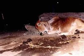 小豹子与母牛亲若母女，每晚聚会，公牛吓得瑟瑟发抖图片