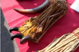 揭秘江湖中卖假虎骨、假羚羊角、假虎鞭骗术，以及它的制作方法图片