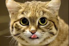 可凭颜值偏靠实力的猫：一年捕鼠2500只，敢攻击大十倍的动物图片