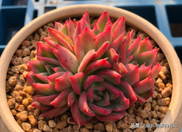 多肉东云怎么养,养多肉玉杯东云,这些细节很重要,做