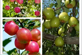 “烟台范儿”——烟台十大文化名片之烟台苹果、莱阳梨图片