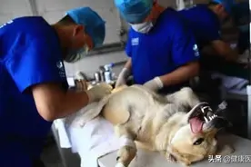 “狂犬病”竟有百分之百的致死率，这些知识一定要掌握图片