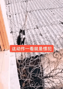 搞笑来袭之穿越火线小马宝莉篇