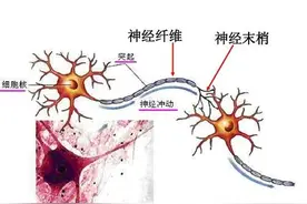 经常抚摸宝宝这些部位，孩子不仅更有安全感，还可以促进大脑发育图片