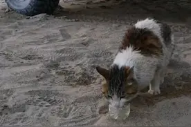 罗布泊发现一只流浪猫，猫怎么会在无人区，它是怎么活下来的？图片