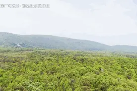很多江苏人都不知道，中山陵竟藏着一片绝美茶园！丨 游遍江苏图片