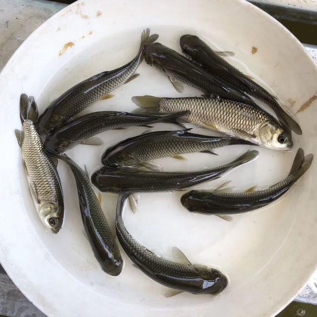 长鱼鳞痣运气