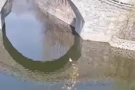 神奇的一只鸭后面跟了好多鱼。图片