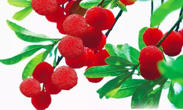 每颗杨梅都有虫子？万万没想到的杨梅小知识