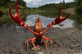 小龙虾入侵中国，长江已“失守”，养殖产量却高达208万吨？图片