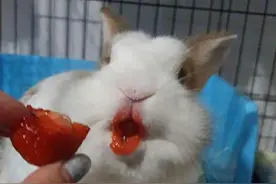 吃完草莓后的兔子哈哈哈哈像涂了口红图片