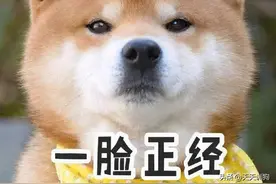 家里同时养3条狗是什么体验？图片