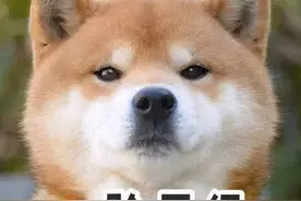 家里同时养3条狗是什么体验？图片