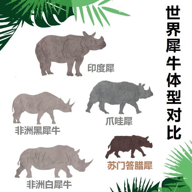 中尼友谊的结晶：唐朝皇家园林中的独角犀重现中华大地