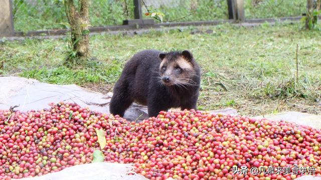 几千元一斤的猫屎咖啡是怎么来的？真是“猫拉出来的屎”？