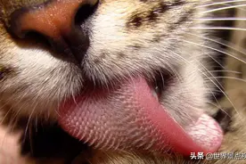 老虎的舌头长满了倒刺，如果人被舔一下，会发生什么后果？图片