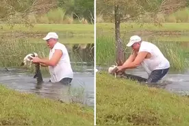 佩服！外国74岁老大爷，徒手从鳄鱼口中救下意外被叼走的狗狗图片