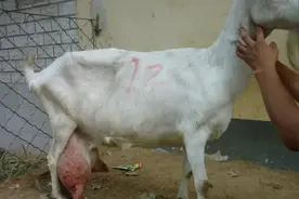 「每日一学」我国6种著名的奶山羊介绍图片