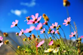 分手决然、不吃回头草的星座，想要挽回很难图片