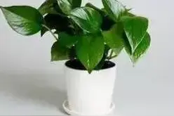 7个品种的绿萝，你养过几种？图片
