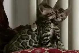 不要听到猫冠就害怕，感染「猫肠道冠状病毒」症状与防治方法图片