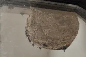 脸盆大的马蜂窝，南康消防员带你近距离感受下图片