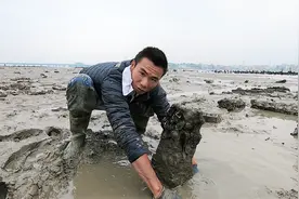 阿烽赶海屡试不爽的绝招，浑水摸螃蟹，抓出来就是一只大青蟹视频封面