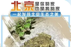 北京生物图鉴 | 中华蟾蜍图片