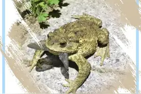 北京生物图鉴 | 中华蟾蜍图片
