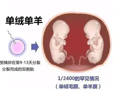 单绒单羊，单绒双羊，双绒双羊，双胞胎怎么分？来解答你所有疑问图片