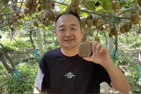 哈工大毕业程序员返乡种水果，抖音带货月售200万斤猕猴桃图片