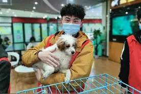 关爱流浪动物，让爱不再流浪图片