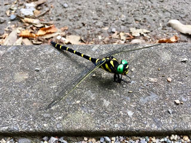 世界上最大的蜻蜓,全身长满眼睛,号称捕猎高手深受男人喜爱
