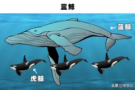 你可能永远无法看到人类囚禁的6种有趣的动物图片