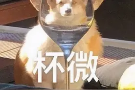 上班族没时间照顾狗狗？狗狗也能上幼儿园啦图片