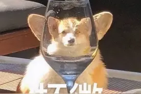 上班族没时间照顾狗狗？狗狗也能上幼儿园啦图片