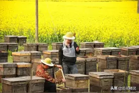 中蜂意蜂真的不共戴天吗？为什么有人能同养？技术管理是关键图片