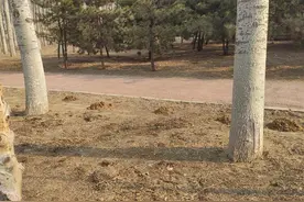 被鼹鼠顶上地面的一个个小土堆图片