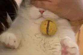 表情包：奥特曼跳舞表情包来咯图片