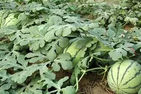 影响西瓜正常膨大的因素有哪些？图片