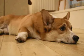 人类的锅让宠物背？别禁宠物，禁不文明人图片