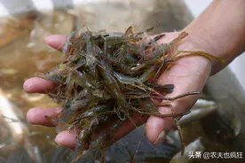河里一种野味，水草处最多，一晚捞十几斤，如今80元1斤难买到图片