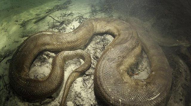 蛟龙号深海发现12米巨型真龙的传说是真的吗(海底惊现12米巨型真龙