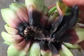 养多肉最怕黑腐病，怎么正确分辨是否生病，这几点很关键图片