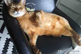 猫主子一脸懒样央求铲屎官的按摩图片