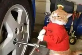 迫于生计，无数猫咪走上街头，开始打工图片